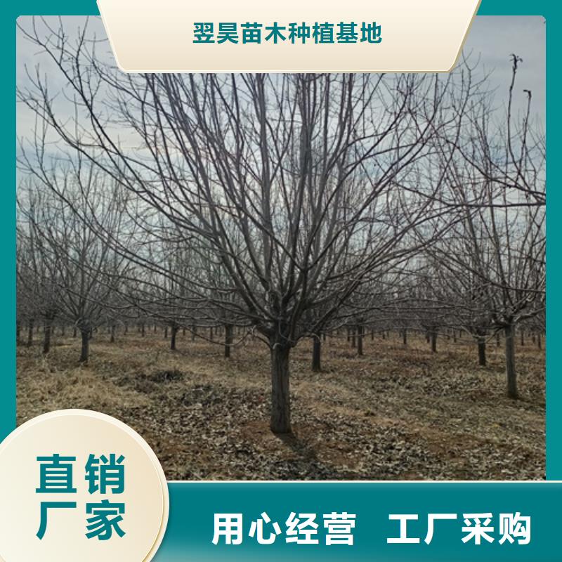 法桐价格量大从优苗木基地