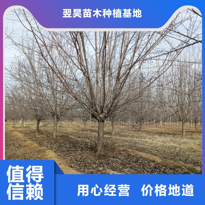 法桐合格才发货