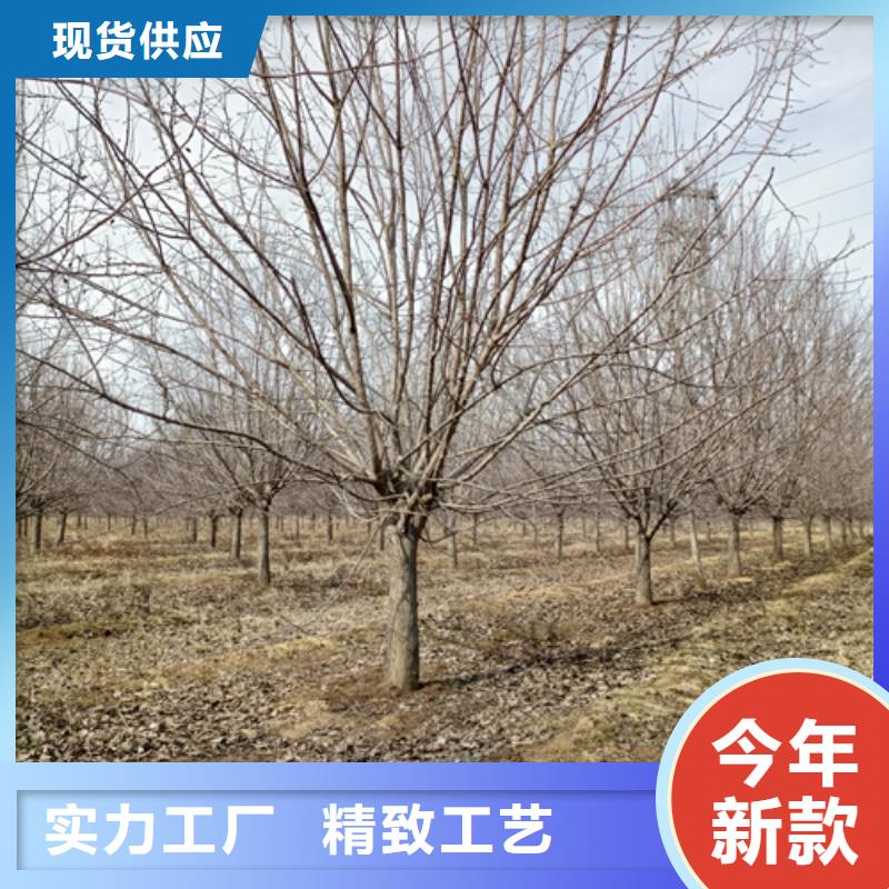 法桐价格采购价格苗木基地