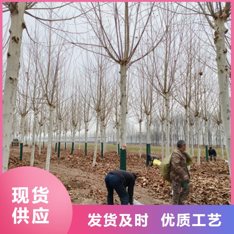 法桐厂家量身定制