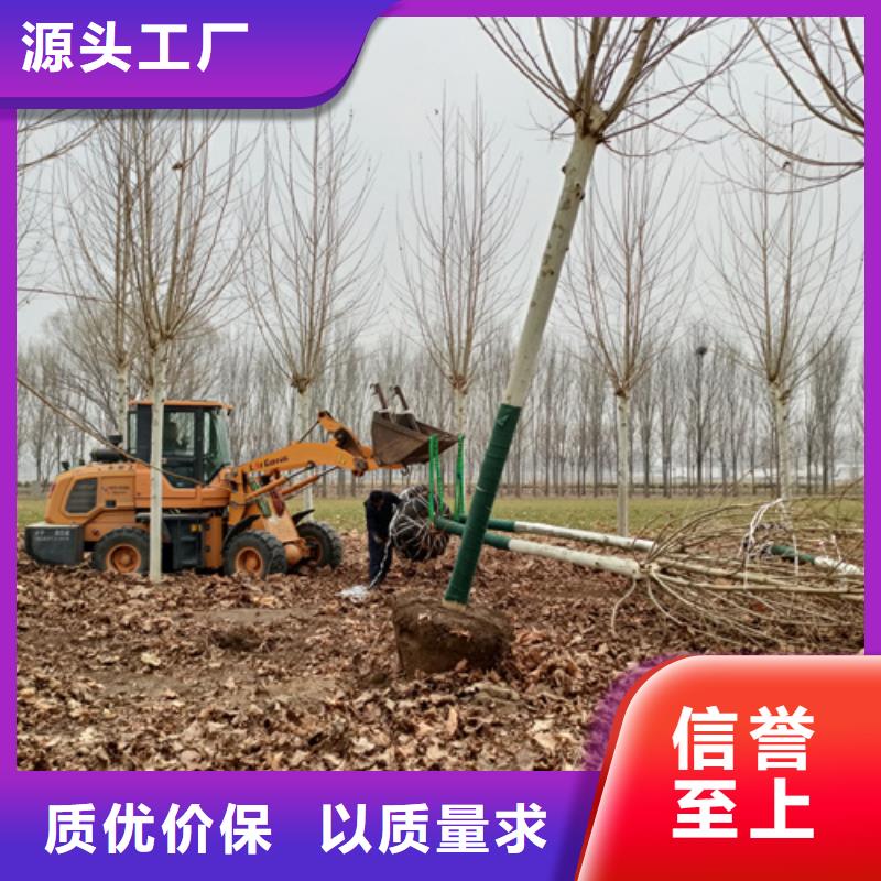 法桐金叶白蜡今日新品