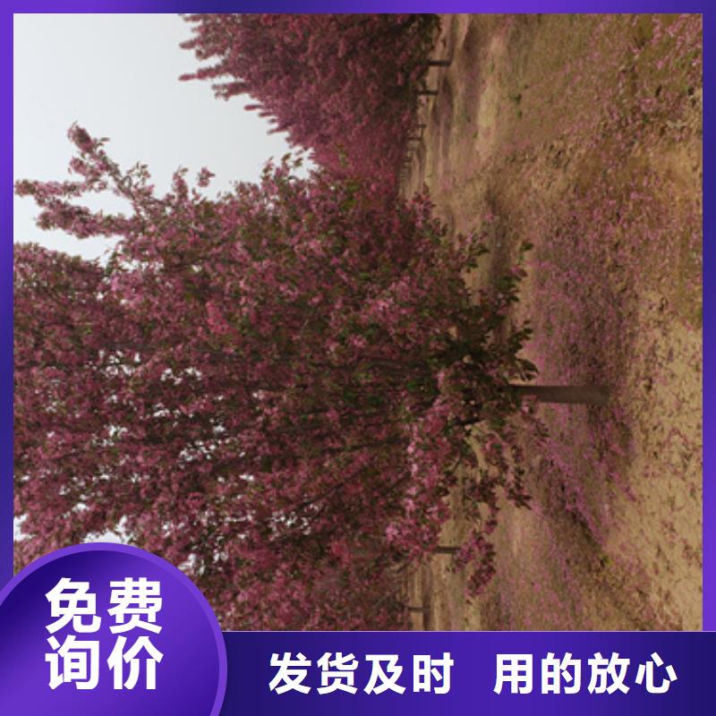 法桐限时优惠