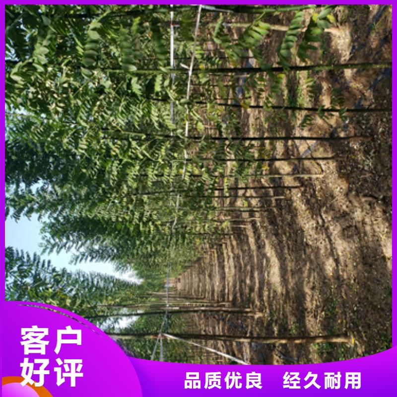 法桐品牌:翌昊苗木种植基地