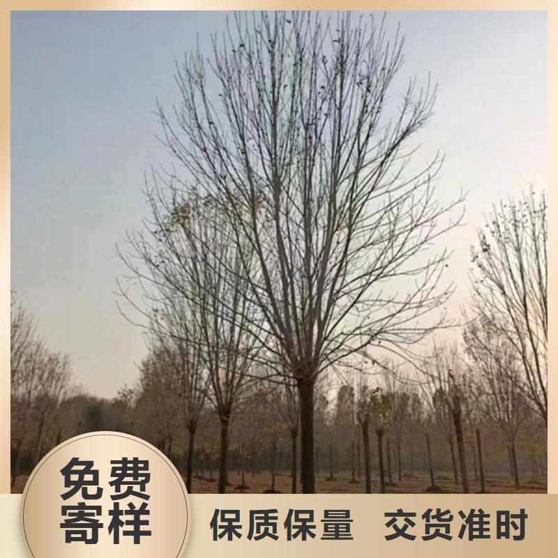 法桐小苗价格合理苗木基地