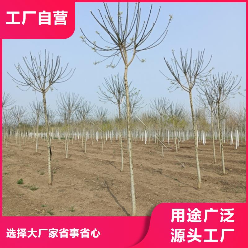 造型法桐种植基地绿化苗木