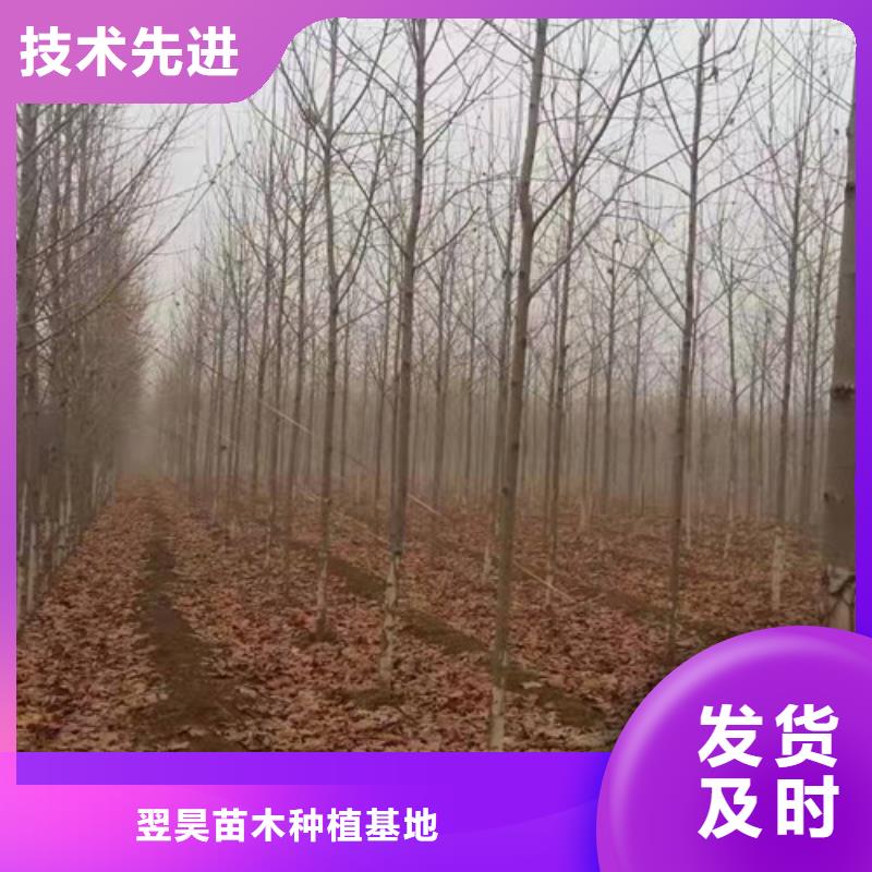 法桐行情质量合格