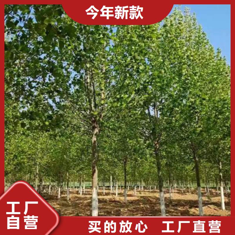 法桐小苗种植基地绿化苗木