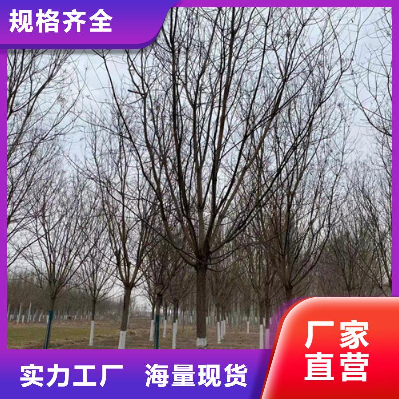 买造型法桐【无中间商】