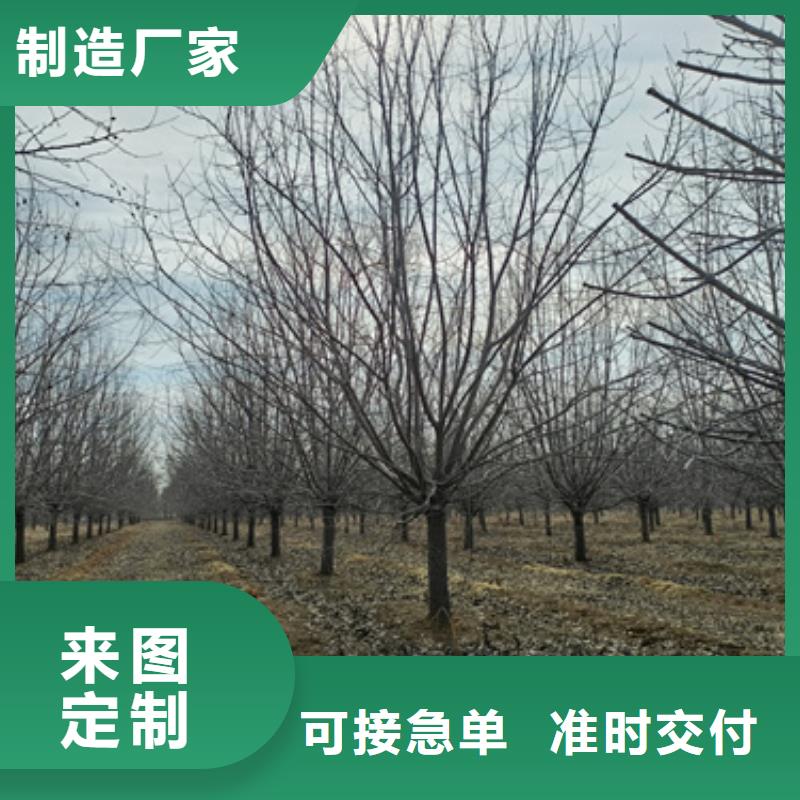 法桐小苗承诺守信苗木基地