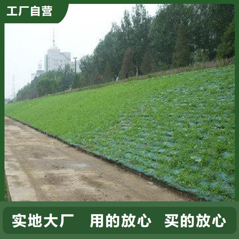 三维植被网-绿色三维土工网垫
