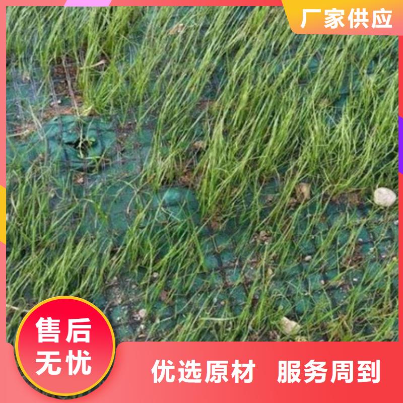 椰纤植生毯