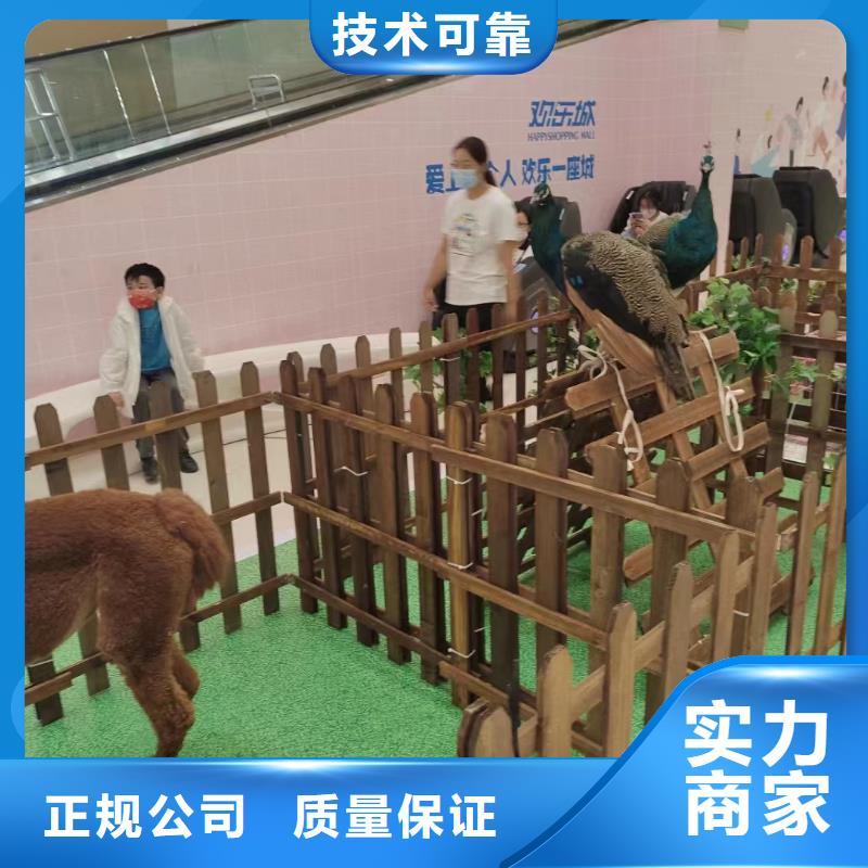 马戏团/羊驼鹦鹉表演承接