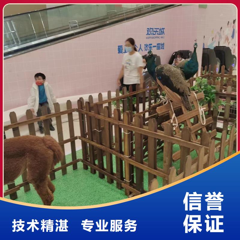 马戏团/羊驼-马戏团表演价格美丽