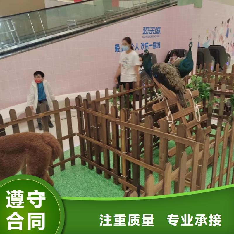 【马戏团/羊驼】景区杂技表演实力公司