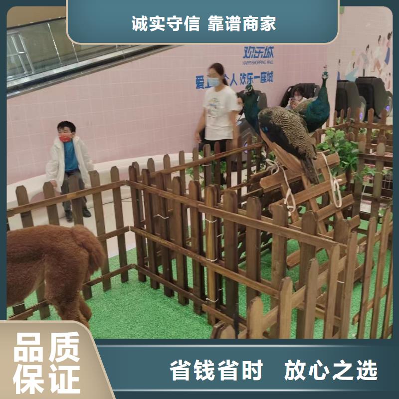马戏团/羊驼 动物展览秀专业可靠