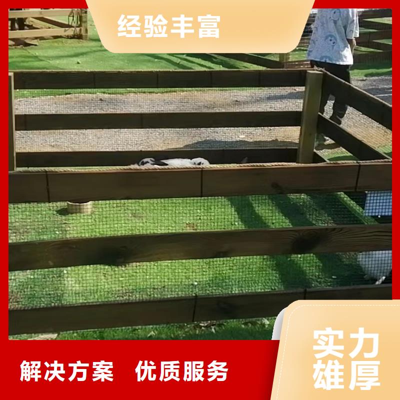 马戏团/羊驼_动物表演出租公司