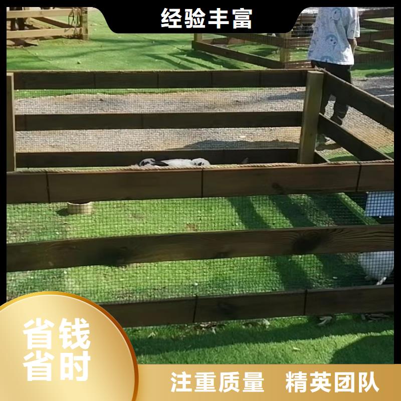 马戏团/羊驼-出租海狮表演良好口碑