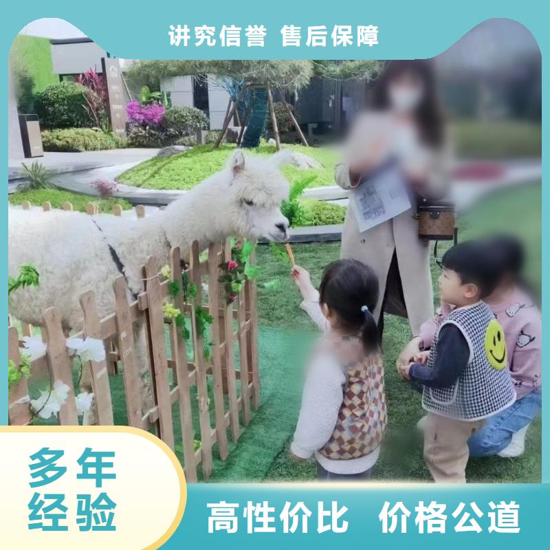 【马戏团/羊驼出租表演企鹅2025公司】