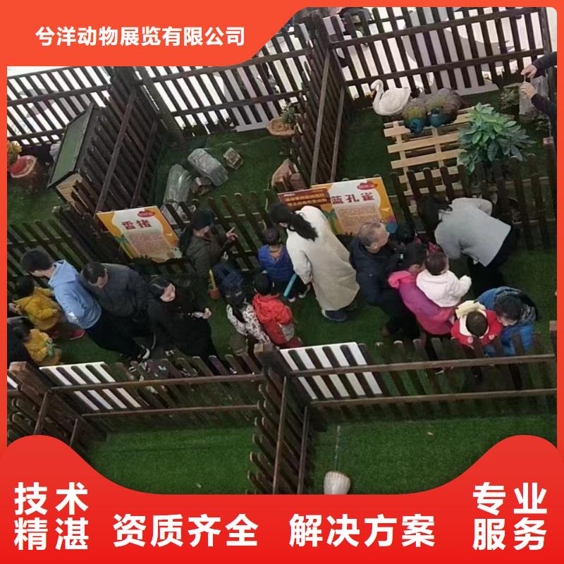 马戏团/羊驼马戏团表演出租租赁欢迎询价