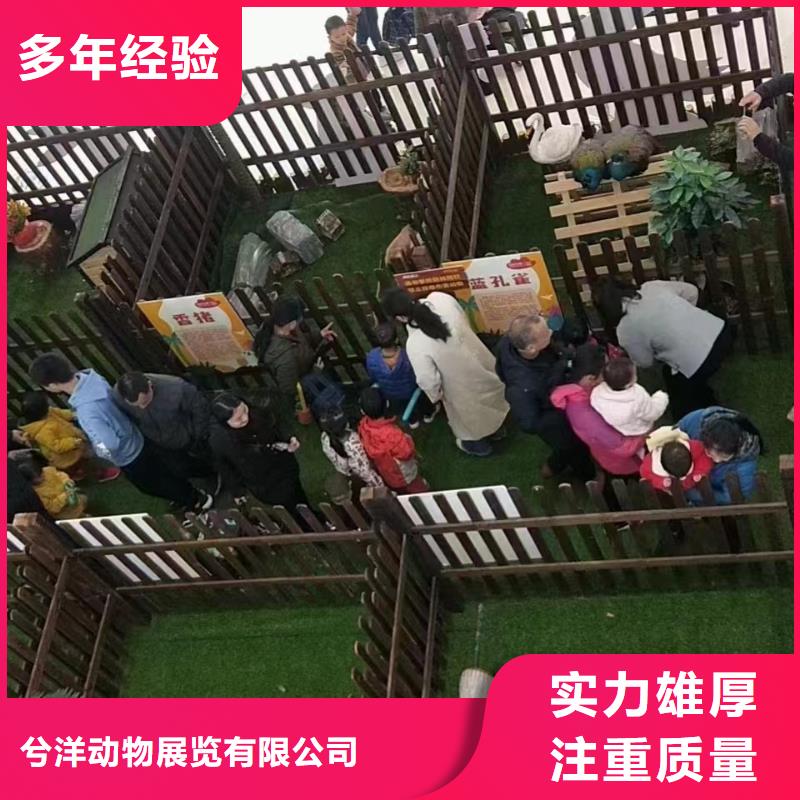 马戏团/羊驼【海狮表演】专业公司