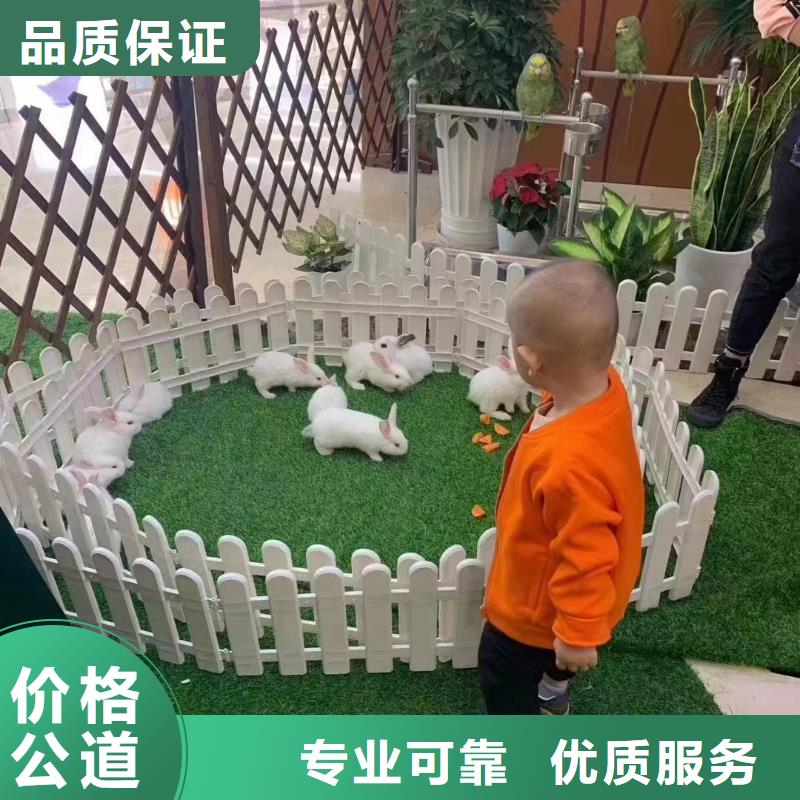 【马戏团/羊驼羊驼出租高品质】