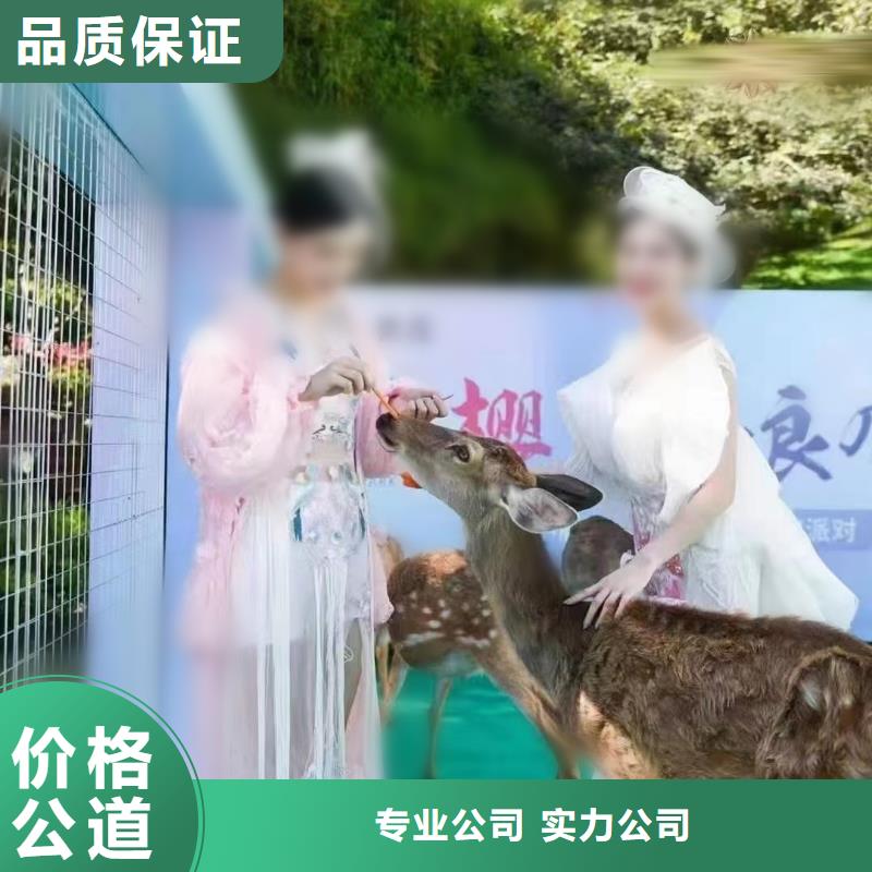 马戏团/羊驼鹦鹉表演出租专业承接