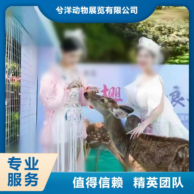 马戏团/羊驼 企鹅出租一对一服务