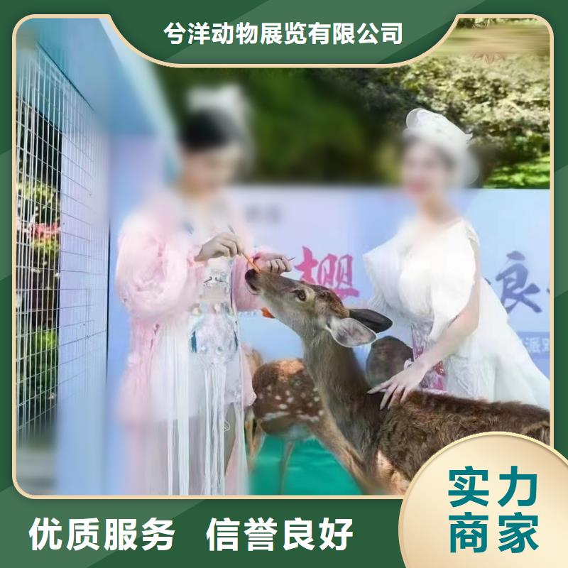 马戏团/羊驼 环球飞车表演出租一对一服务