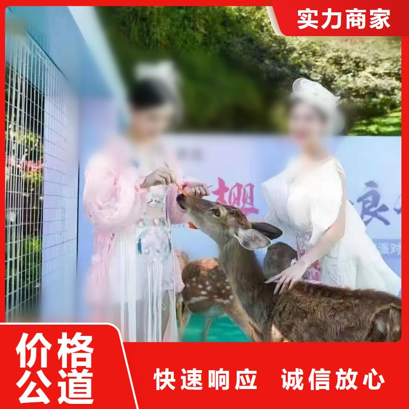 马戏团/羊驼萌宠动物展出租值得信赖