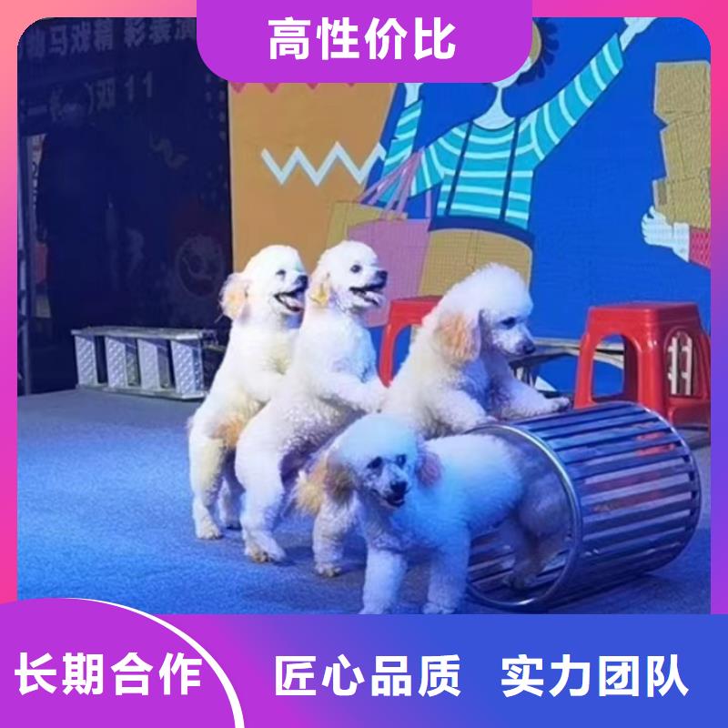 马戏团/羊驼【企鹅演出】信誉保证