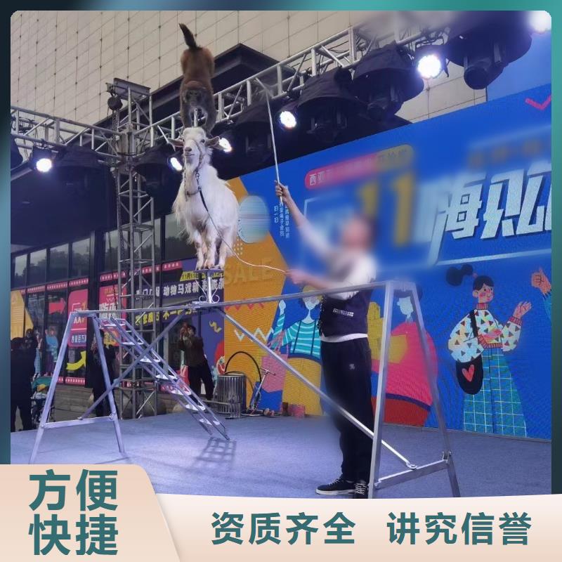 马戏团/羊驼【杂技表演租赁服务】团队