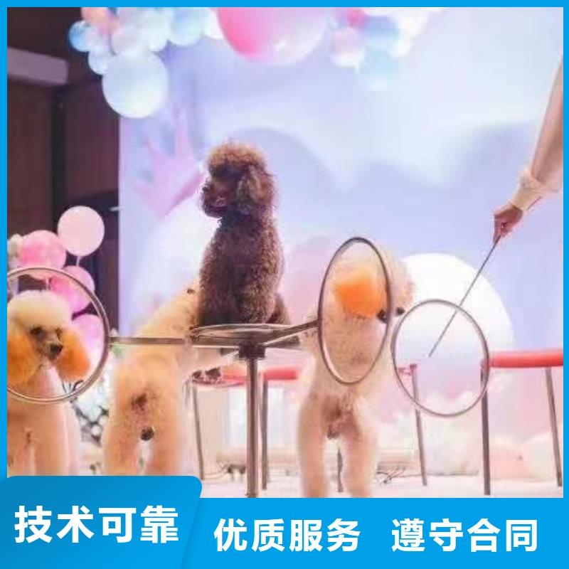 马戏团/羊驼羊驼出租专业服务