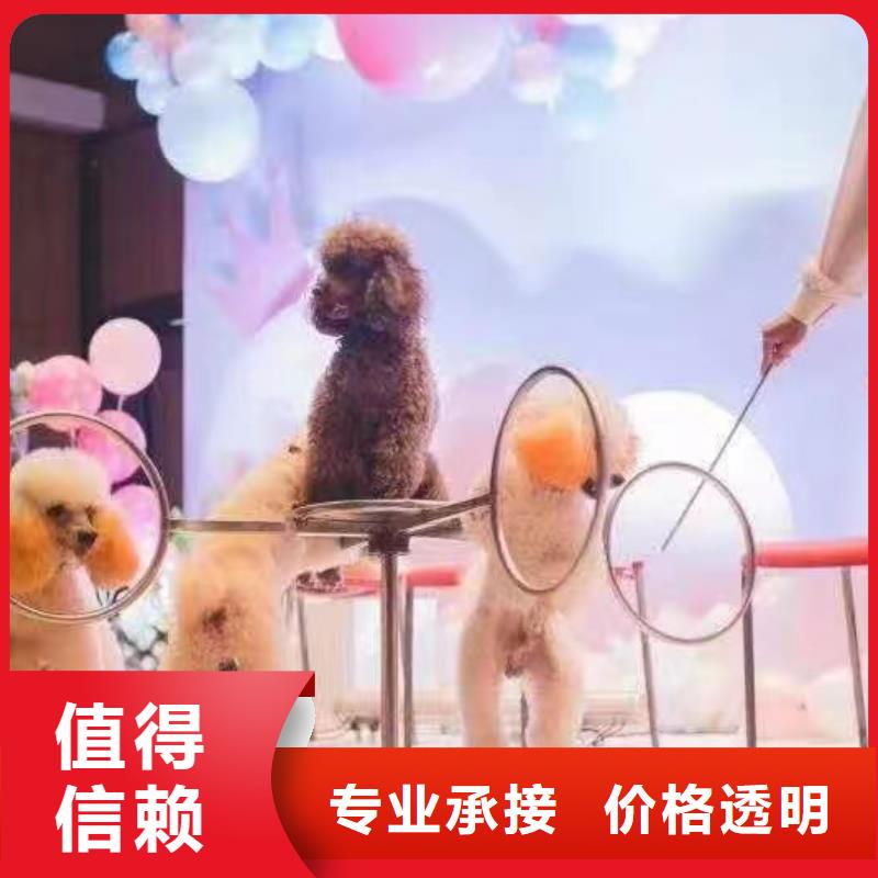 马戏团/羊驼【海狮表演】专业公司