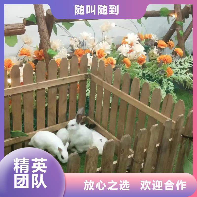 马戏团/羊驼鹦鹉表演出租服务热情