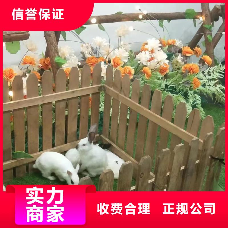 【马戏团/羊驼】 出租表演鹦鹉良好口碑