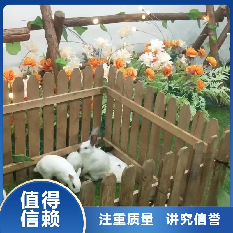 【马戏团/羊驼-海狮演出价格低于同行】