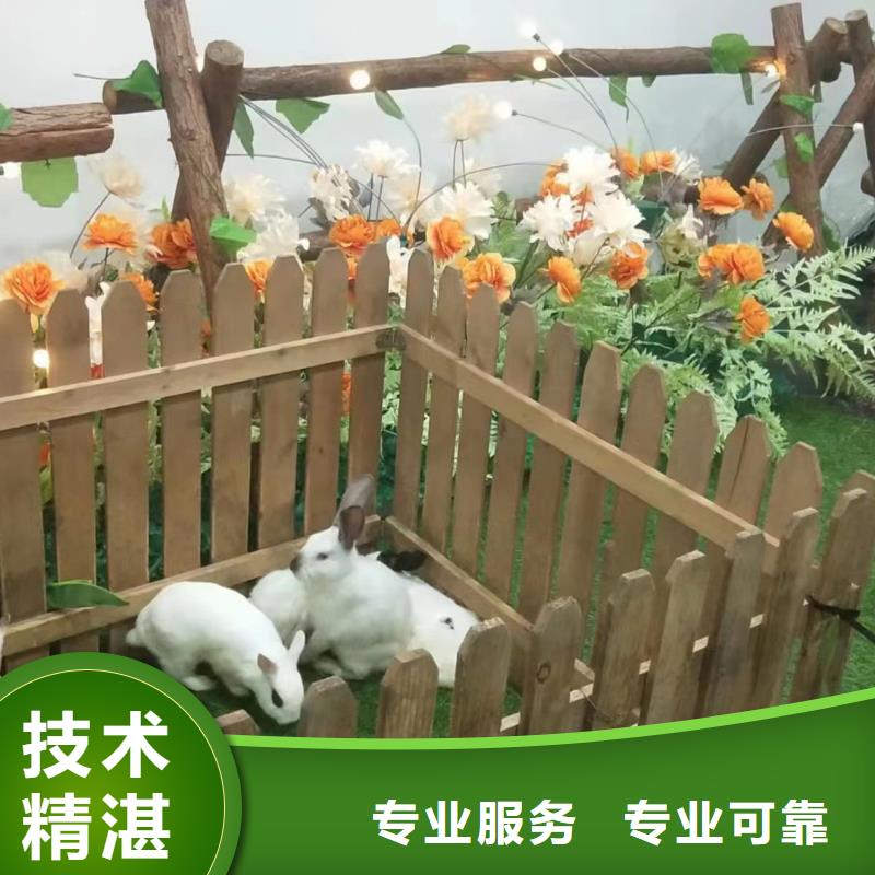 【马戏团/羊驼】小马戏表演出租全市24小时服务
