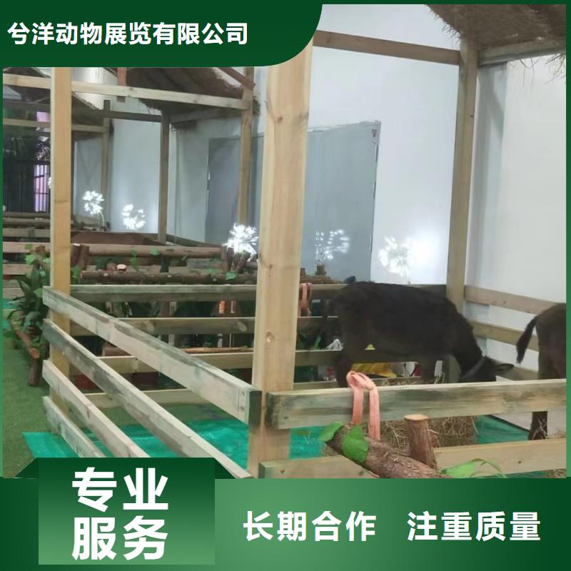 马戏团/羊驼 动物表演讲究信誉