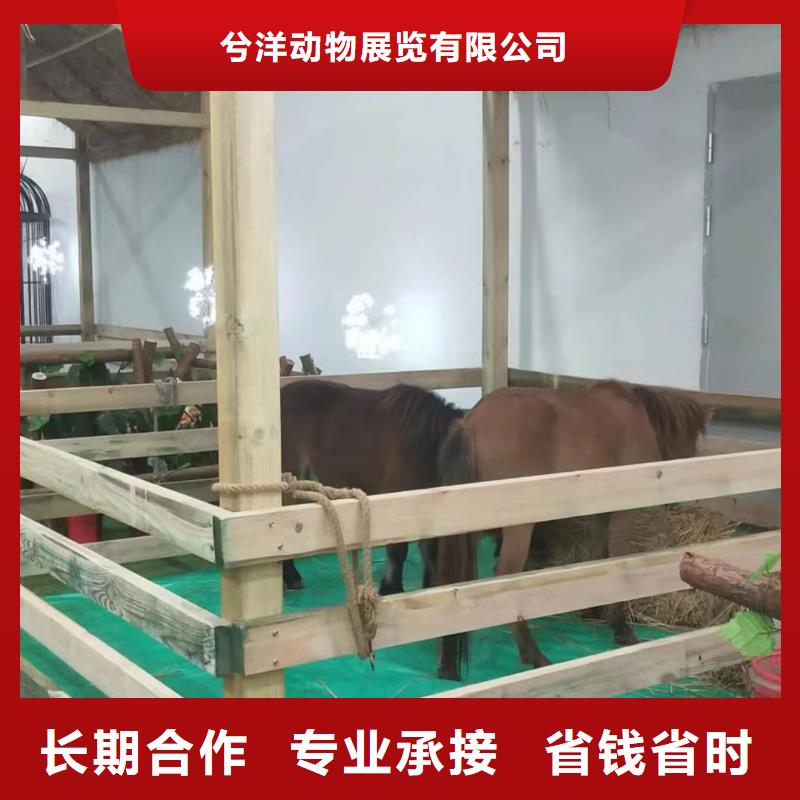 【马戏团/羊驼】_杂耍演出正规公司
