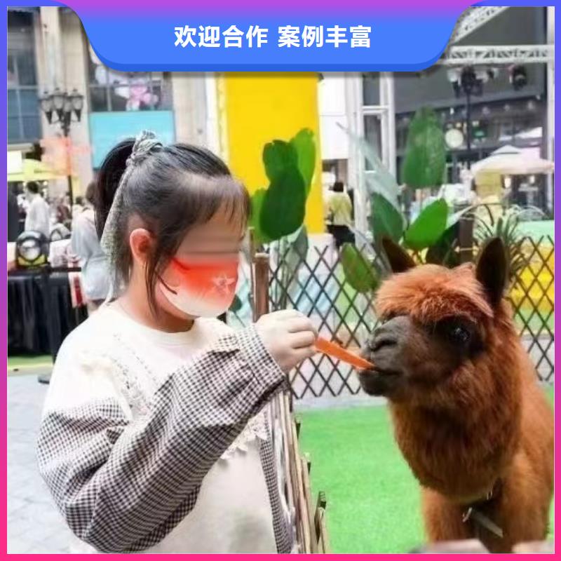 马戏团/羊驼马戏团表演价格美丽