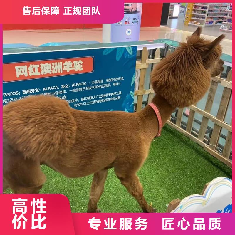马戏团/羊驼-杂技表演租赁服务实力雄厚