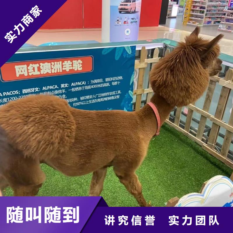 马戏团/羊驼,【海狮租赁表演】品质卓越