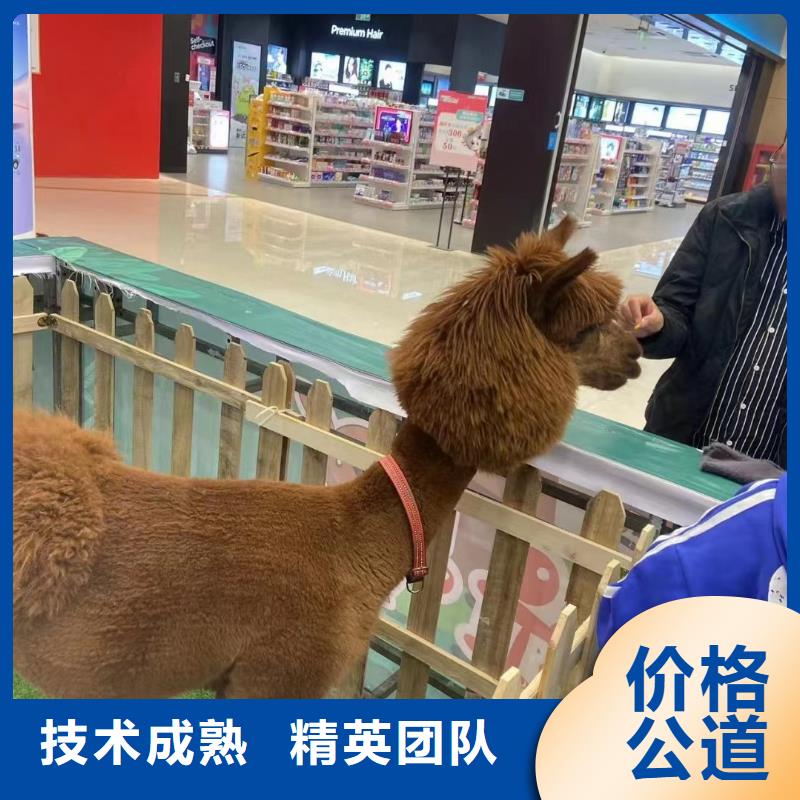 【马戏团/羊驼】,出租表演海狮方便快捷
