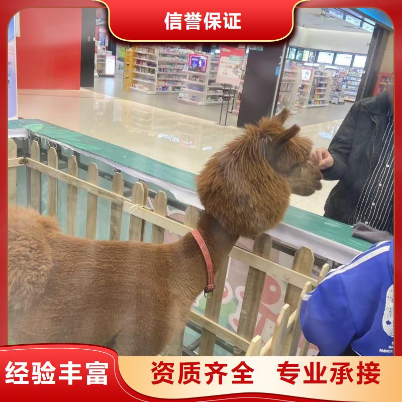 马戏团/羊驼鹦鹉表演租赁价格透明