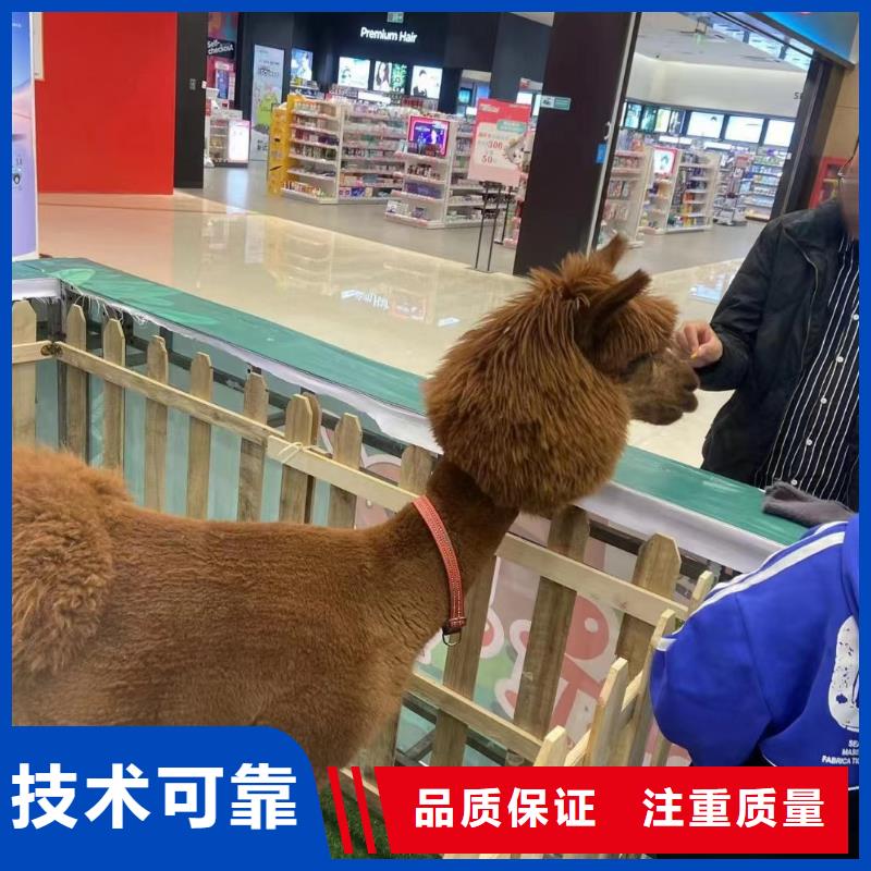 【马戏团/羊驼羊驼出租专业品质】