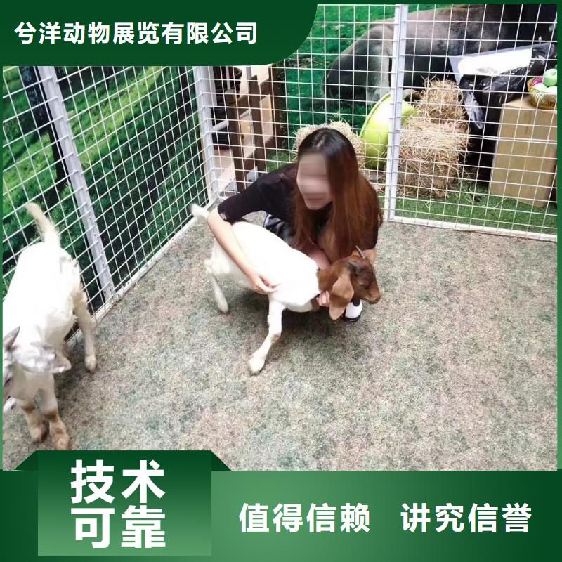 【马戏团/羊驼】羊驼出租口碑商家