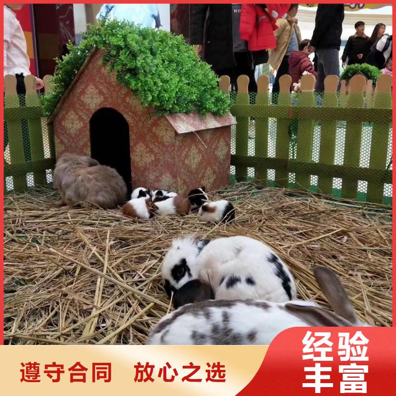 马戏团/羊驼企鹅出租服务至上