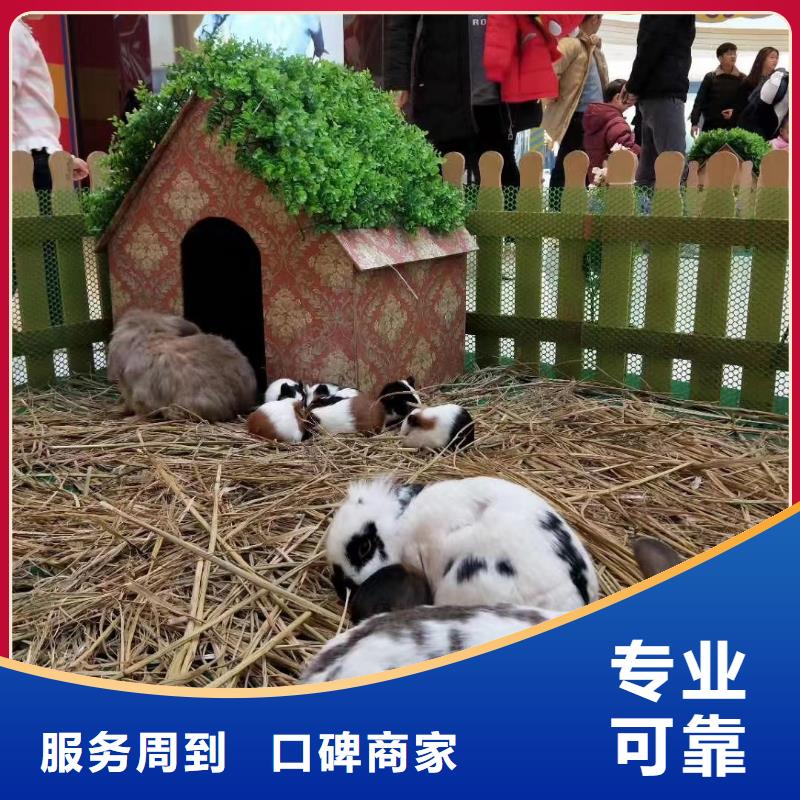 马戏团/羊驼-【【海狮杂技表演】】遵守合同