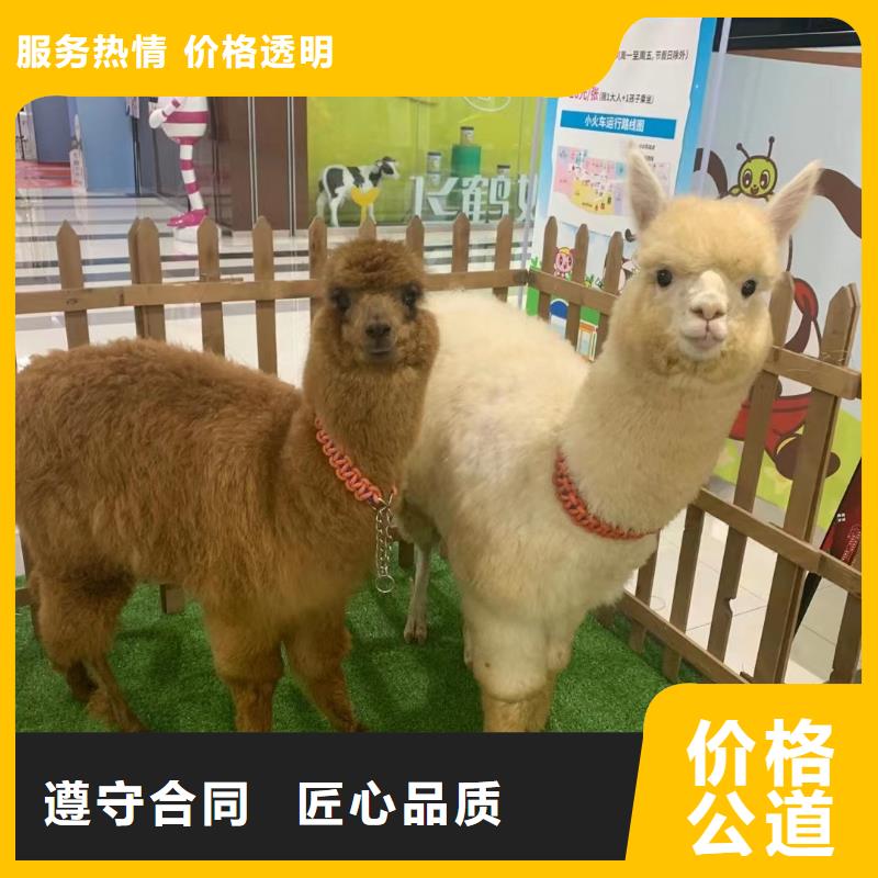 马戏团/羊驼-动物展览秀质优价廉