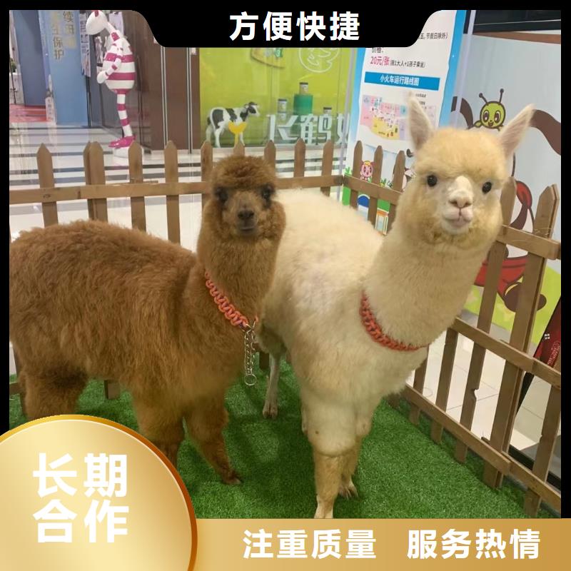 马戏团/羊驼羊驼出租免费咨询